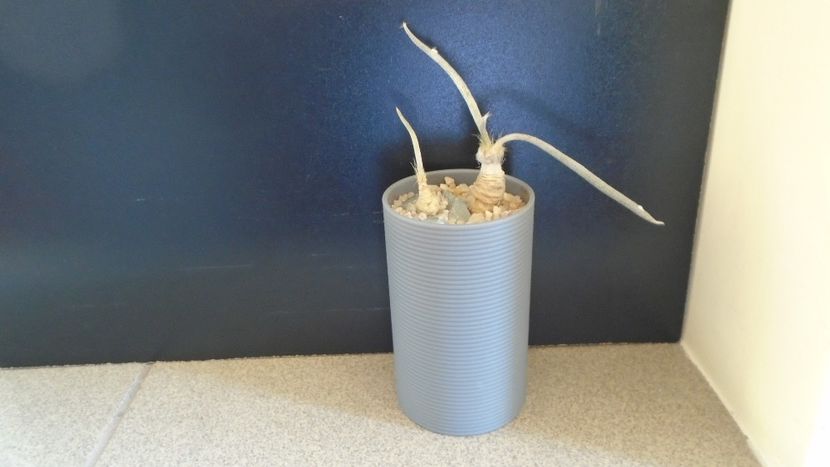 Astrophytum (Digitostigma caput-medusae), 2 ex. - Cactusi 2020 evolutie