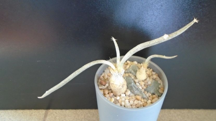 Astrophytum (Digitostigma caput-medusae), 2 ex. - Cactusi 2020 evolutie