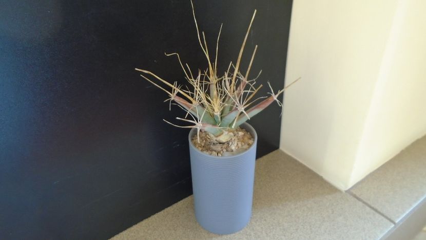 Leuchtenbergia principis - Cactusi 2020 evolutie