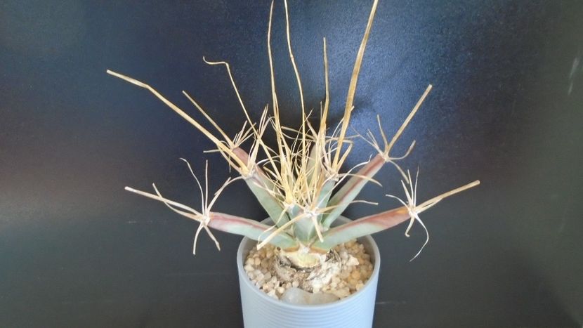 Leuchtenbergia principis - Cactusi 2020 evolutie