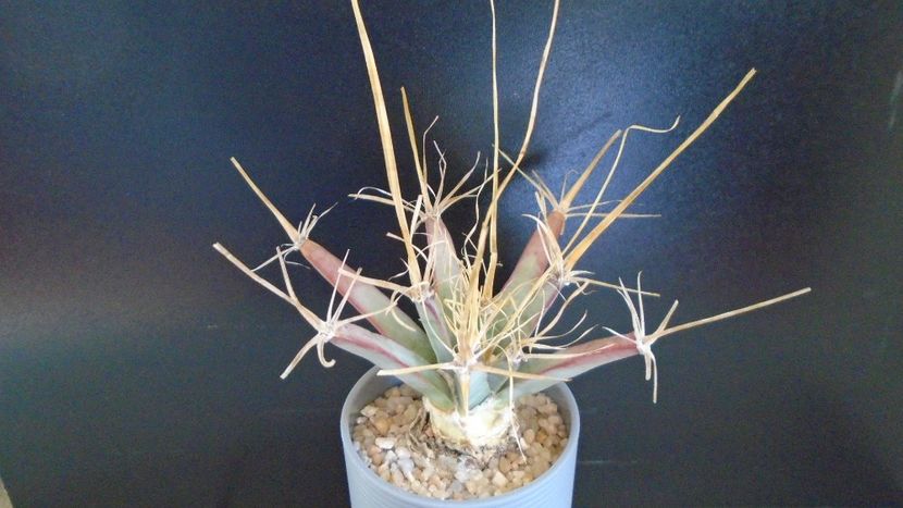 Leuchtenbergia principis - Cactusi 2020 evolutie