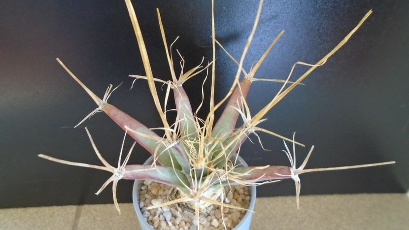 Leuchtenbergia principis - Cactusi 2020 evolutie