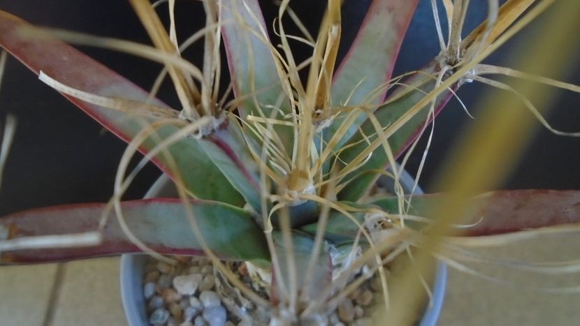 Leuchtenbergia principis - Cactusi 2020 evolutie