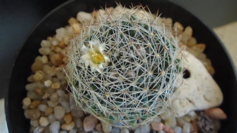 Mammillaria picta - Cactusi 2020 evolutie