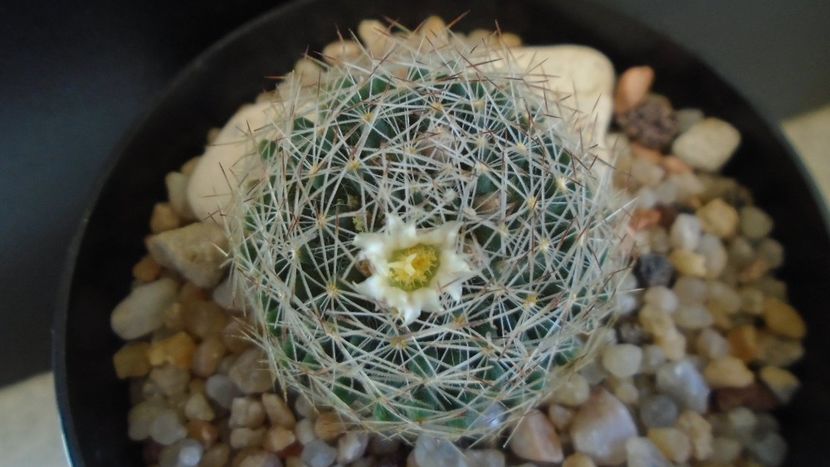 Mammillaria picta - Cactusi 2020 evolutie