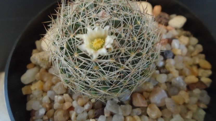 Mammillaria picta - Cactusi 2020 evolutie