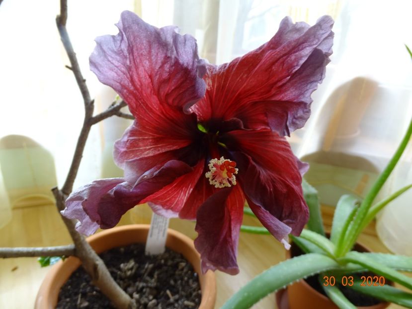 Eva Paoloni - Hibiscusi
