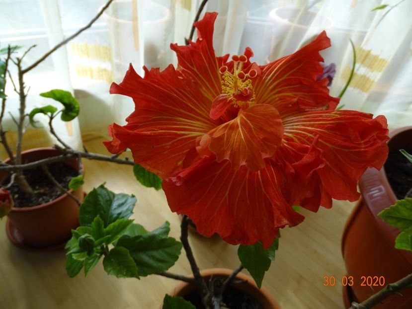 Rosalind - Hibiscusi