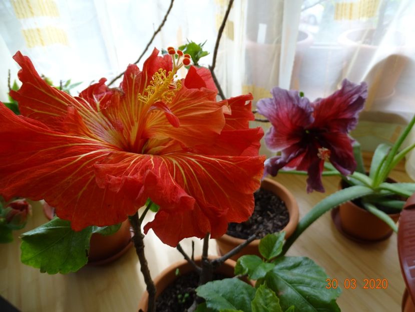  - Hibiscusi