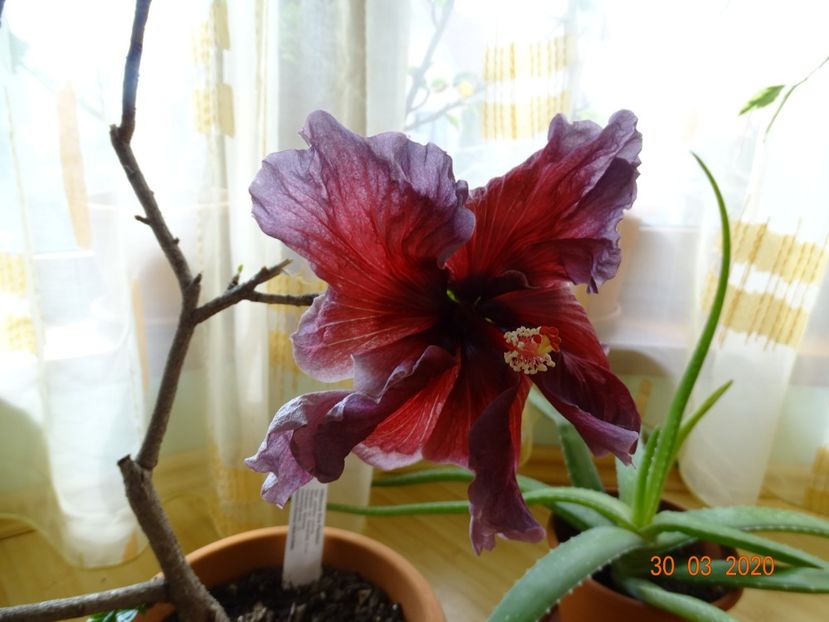 Eva Paoloni - Hibiscusi
