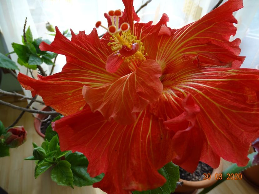 Rosalind - Hibiscusi