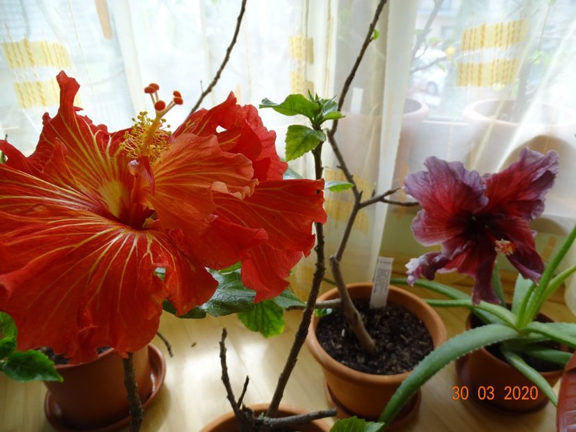  - Hibiscusi