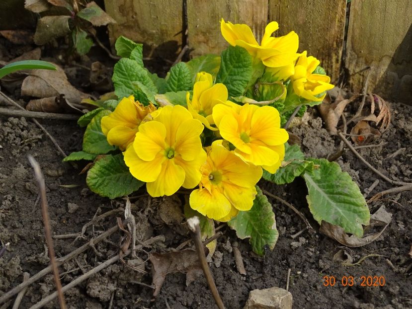 primula acaulis - Primule 2020