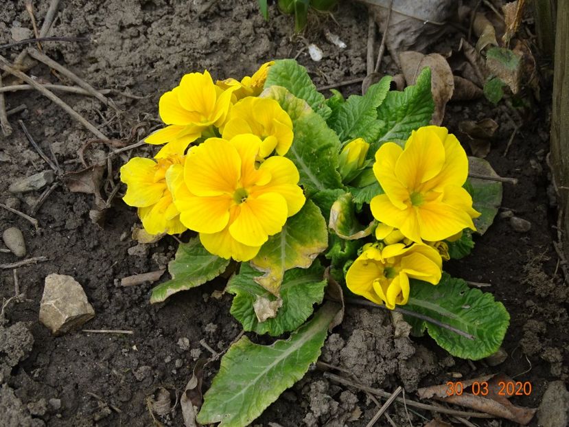 primula acaulis - Primule 2020