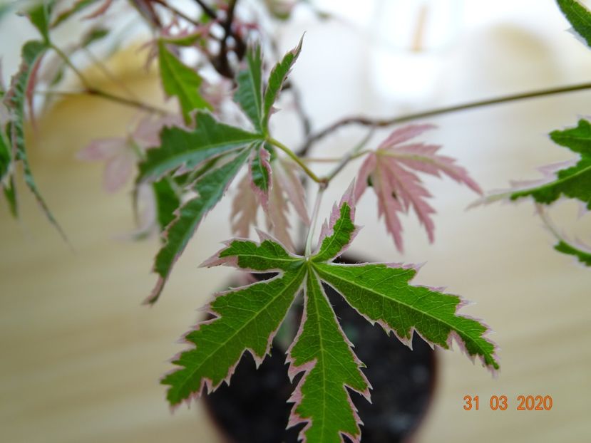 acer palmatum Butterfly - Copacei si arbusti 2020