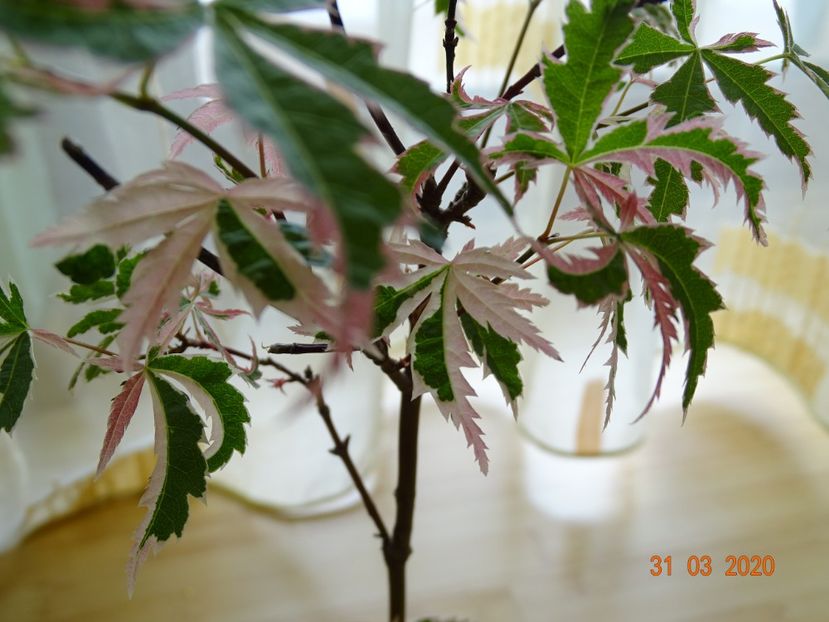 acer palmatum Butterfly - Copacei si arbusti 2020