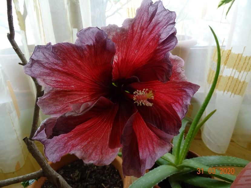 Eva Paoloni - Hibiscusi