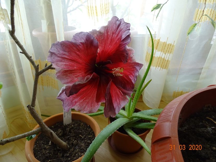 Eva Paoloni - Hibiscusi