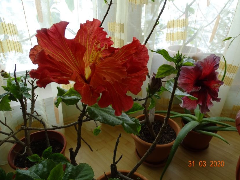 - Hibiscusi
