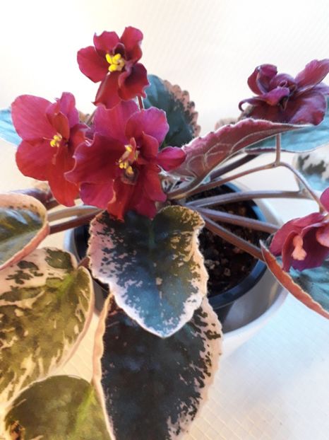  - A a a a a FLORI 2020