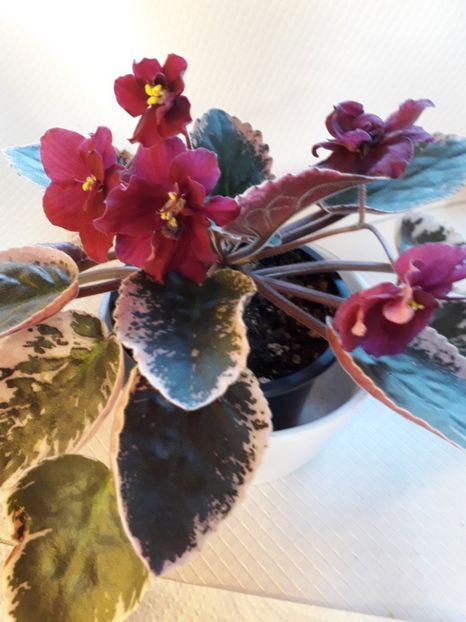  - A a a a a FLORI 2020