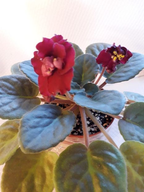  - A a a a a FLORI 2020