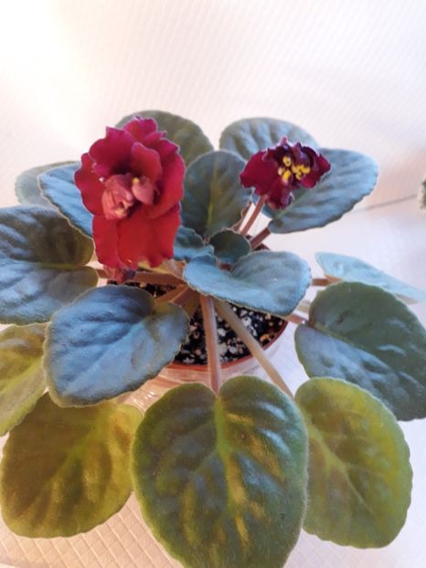  - A a a a a FLORI 2020