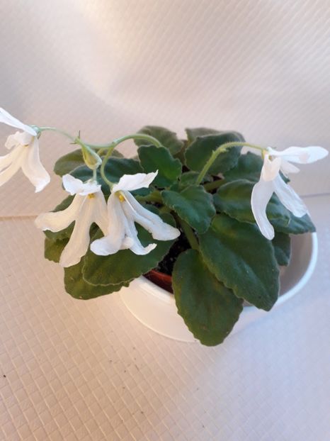  - A a a a a FLORI 2020