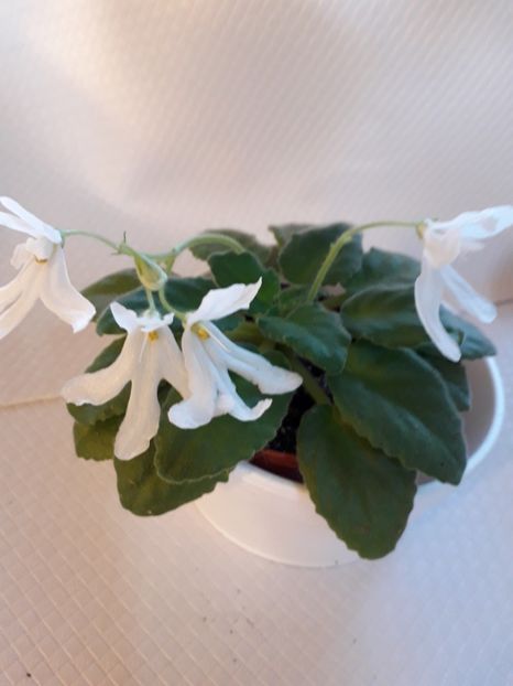  - A a a a a FLORI 2020