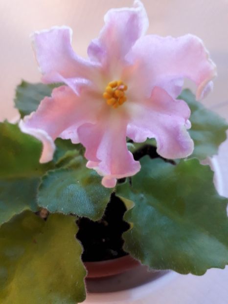  - A a a a a FLORI 2020