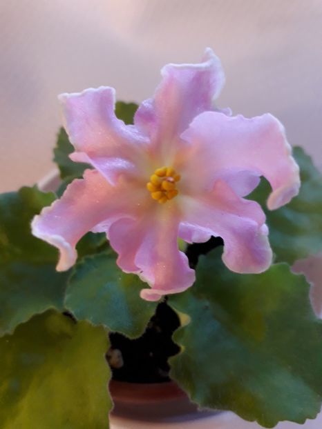  - A a a a a FLORI 2020