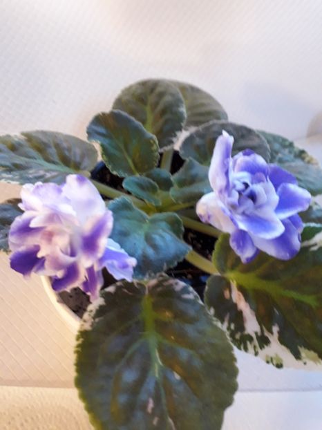  - A a a a a FLORI 2020