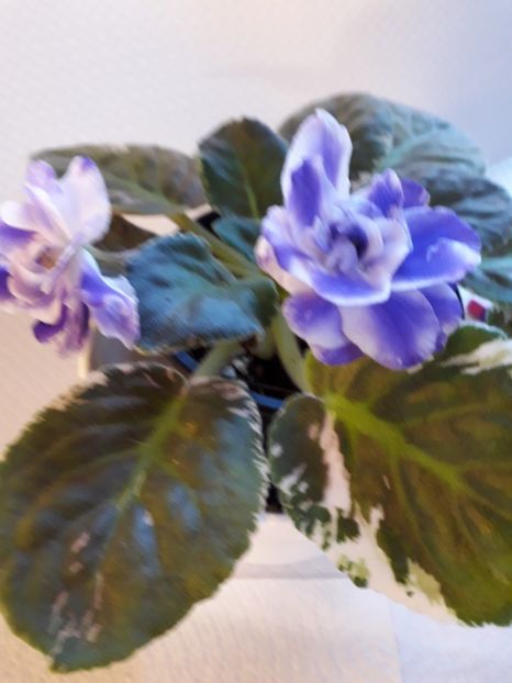  - A a a a a FLORI 2020