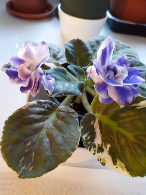  - A a a a a FLORI 2020