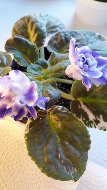  - A a a a a FLORI 2020