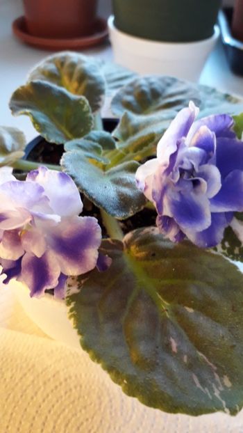  - A a a a a FLORI 2020