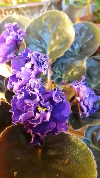  - A a a a a FLORI 2020