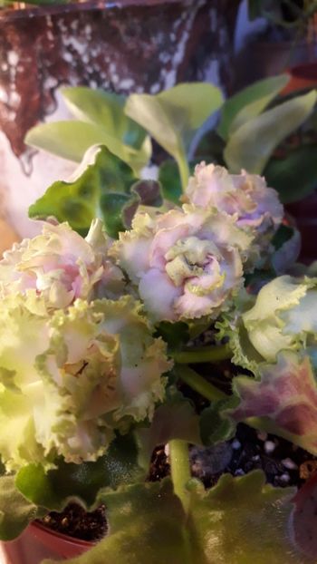  - A a a a a FLORI 2020