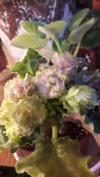  - A a a a a FLORI 2020