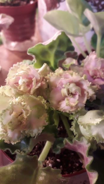  - A a a a a FLORI 2020