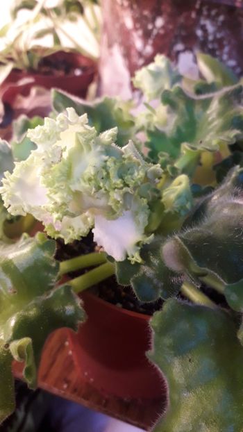  - A a a a a FLORI 2020