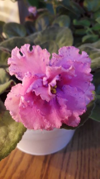  - A a a a a FLORI 2020