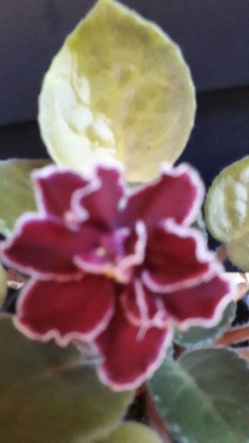  - A a a a a FLORI 2020