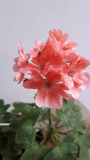  - A a a a a FLORI 2020