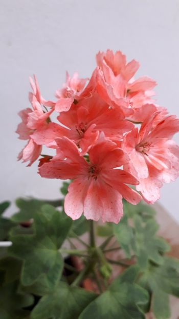  - A a a a a FLORI 2020