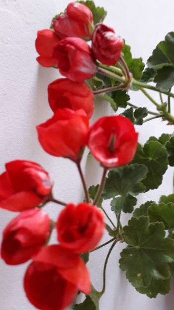  - A a a a a FLORI 2020