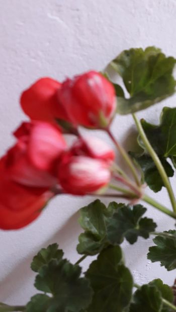  - A a a a a FLORI 2020