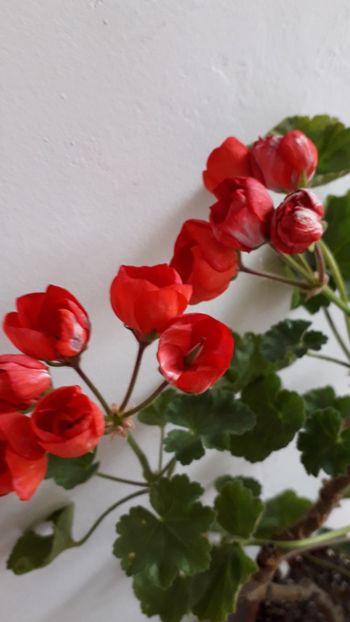  - A a a a a FLORI 2020