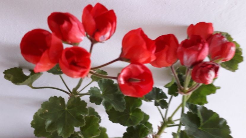  - A a a a a FLORI 2020