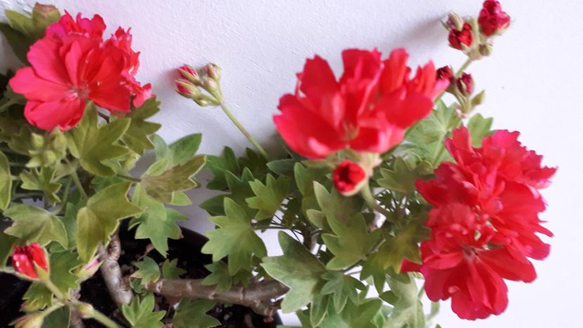  - A a a a a FLORI 2020